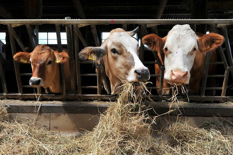 Тюменская область и Татарстан намерены сотрудничать в развитии фермерских хозяйств