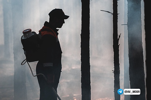 Александр Моор: С 5 апреля в Тюменской области будет установлен запрет на посещение лесов