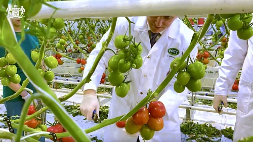 Александр Моор показал, как в Тюменском районе выращивают помидоры круглый год