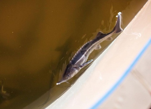 Обмеление и хищники: что сдерживает развитие рыбоводства в Тюменской области