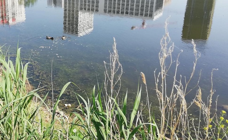 Депутаты Тюменской облдумы подняли вопросы о гаффской болезни и последствиях паводка