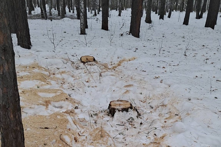 В Тюменской области вырубившему шесть берез грозит штраф до 3 млн рублей