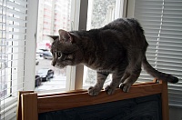 Полиция установила личность тюменца, выбросившего кошку из окна
