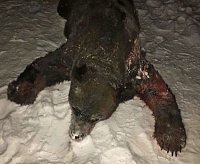 Под Тобольском охотинспекторы застрелили медведя-шатуна