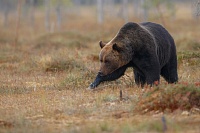 На Ямале мужчина погиб от лап медведя, которого кормил в течение двух лет
