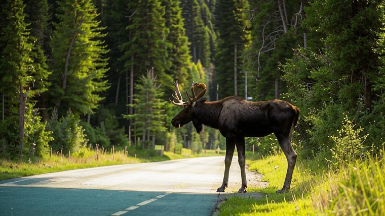 На трассе в ХМАО в ДТП с лосем погибли водитель и его дочь