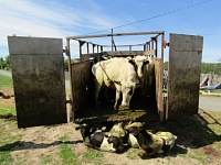 У тюменских фермеров украли скот на 2 млн рублей, чтобы сдать