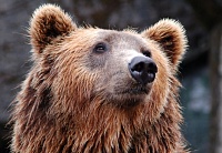 Уватский охотник считает, что медведь не мог сам напасть на рыбаков