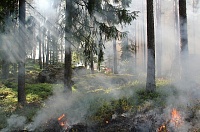 За сутки в Тюменской области возникло 15 лесных пожаров