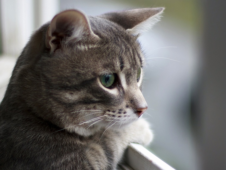 В Новосибирске коты спасли хозяина от кипятка