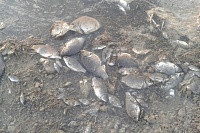 Прокуратура проверит факт массовой гибели рыбы в озере Андреевском