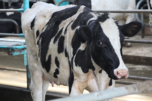 В Вагайском районе многодетная мать украла у родни теленка