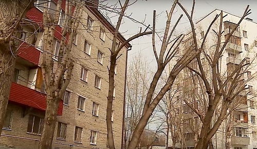 В Тобольске прокуратура проводит проверку после падения дерева на людей