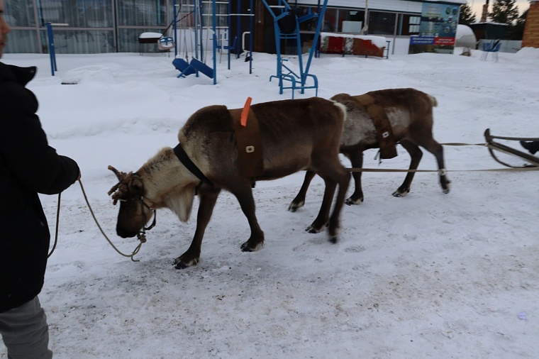 Северный олень сбежал с базы отдыха под Тюменью