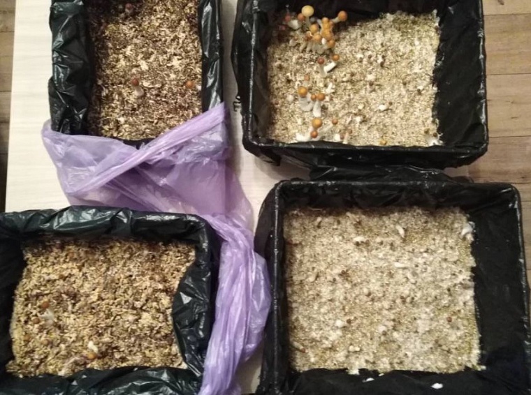 У 44-летнего тюменца изъяли галлюциногенные грибы