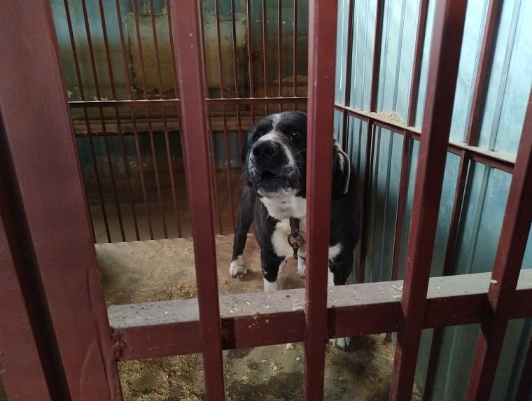 Алабай за решеткой, а пострадавшие с рваными ранами и переломами - в больнице