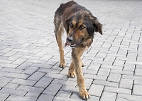 В Лабытнанги бездомная собака укусила подростка