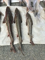 В ХМАО с начала лета изъяли 110 кг незаконно выловленной рыбы