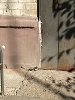 В Тюмени жильцов дома по ул. Мельникайте напугала змея