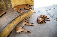 В Новом Уренгое на заброшенной промбазе находят тела расчлененных щенков