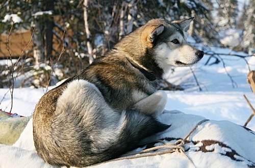 С владельца собаки взыскали 30 тысяч рублей за нападение на девушку в Тюменской области