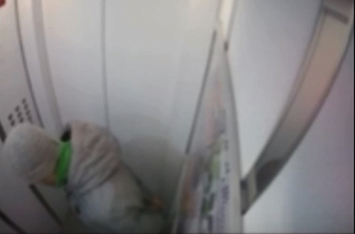 В Тюмени полиция ищет мужчину, истязавшего кошку в Ново-Патрушево