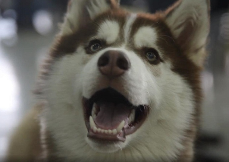 Штраф в 250 тысяч рублей заплатит житель Ханты-Мансийска за нападение его собаки на ребенка