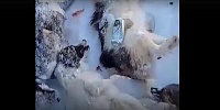 На Ямале полицейские проводят проверку из-за массового убийства собак