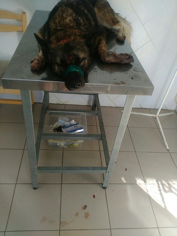 Винзилинские живодеры вбивали гвозди в голову собаки