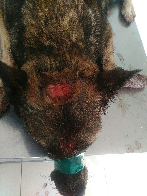 Винзилинские живодеры вбивали гвозди в голову собаки