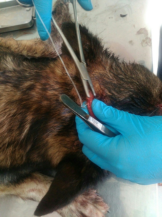 Винзилинские живодеры вбивали гвозди в голову собаки