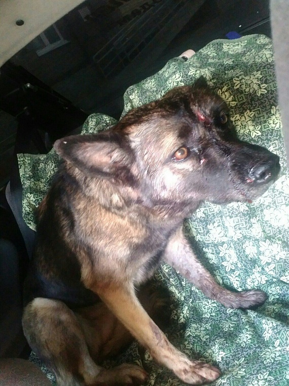 Винзилинские живодеры вбивали гвозди в голову собаки