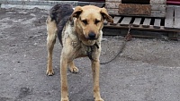Догхантеры устроили охоту на собак в Нижнем Новгороде