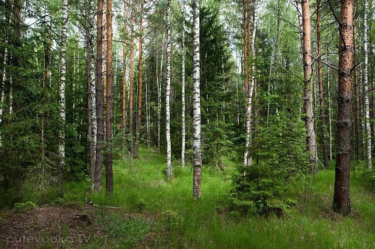 В Тюменской области пропавший грибник найден мертвым