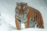 В Приморском крае задержали браконьеров, продававших кости амурского тигра