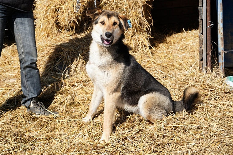 Приют для собак "Лучший друг" в Тюмени ищет бывшего подопечного