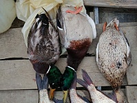 Добычей браконьера из Тобольска стали три леща и три утки