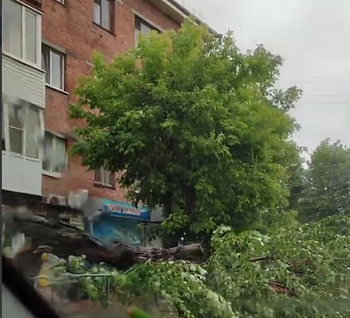 Сильный ветер повалил дерево на Рижской в Тюмени
