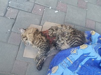 Тюменские зоозащитники пытались спасти кота без шкуры