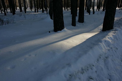 Тела охотника и косули нашли на обочине дороги в Тюменской области