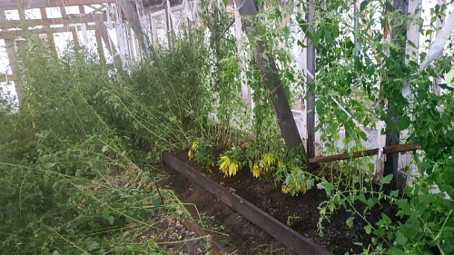 Житель Нижней Тавды выращивал в теплице наркосодержащие растения