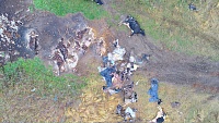 В Голышмановском районе нашли разбросанные по лесу трупы коров