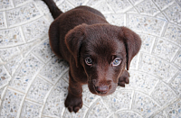 Собачий подлог: мошенники обманули тюменца на продаже щенка