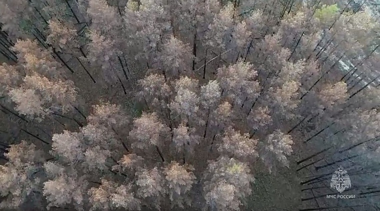 В лесу Тюменского района несколько дней ищут потерявшегося пенсионера