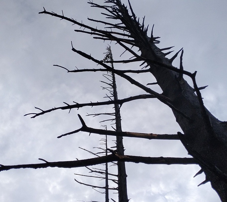 Пять главных вопросов о пожаре в Чимеево