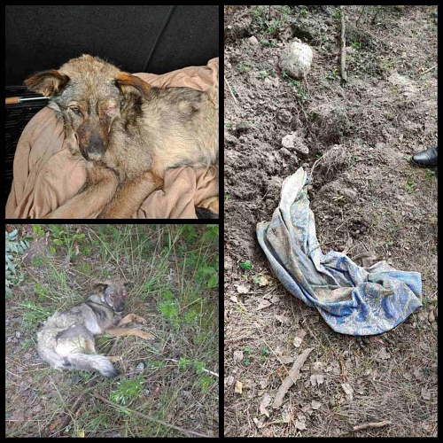 Под Тюменью живодер избил и живьем закопал собаку