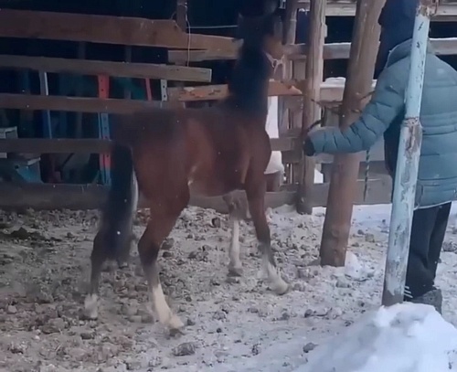 В ишимском конном клубе при детях отхлестали жеребенка