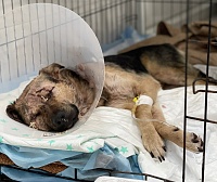 На тюменца, изрубившего собаку топором, завели уголовное дело