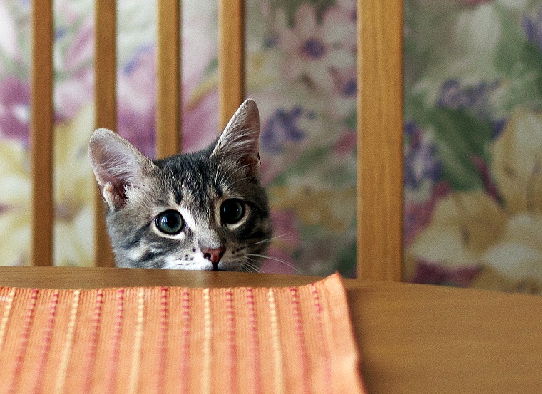 В Ноябрьске спасатели вытащили котенка из канализации