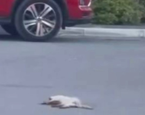 Тюменский живодер выбросил кота с 10 этажа